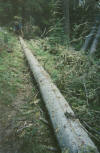trailwork